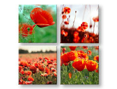 Vászonkép Meadow of poppy poppies 