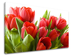 Falikép VIRÁGOK TULIPÁNOK 