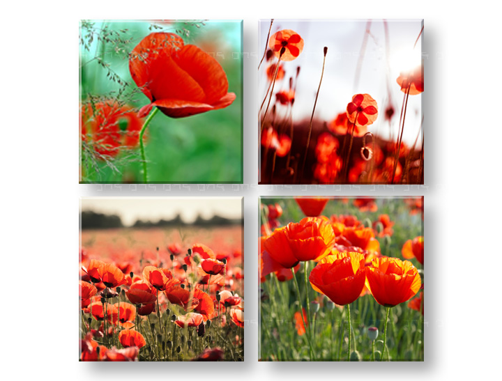 Vászonkép Meadow of poppy poppies 